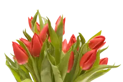 bouquet of flowers green and orange transparent