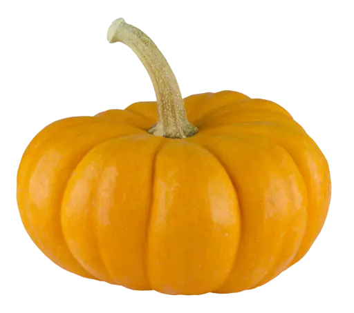 acorn-squash-fruit-free