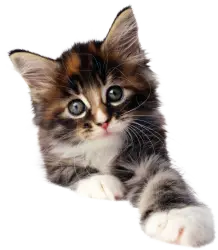 Cute fluffy kitten with big eyes isolated on transparent background